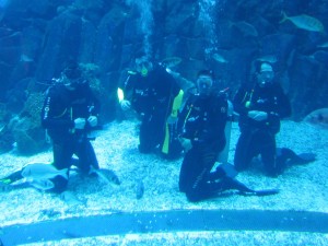 Our group diving!