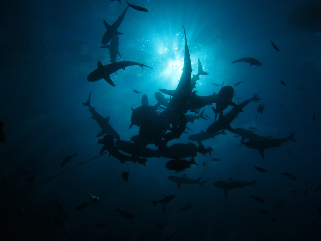 Shark Dive at Osprey Reef