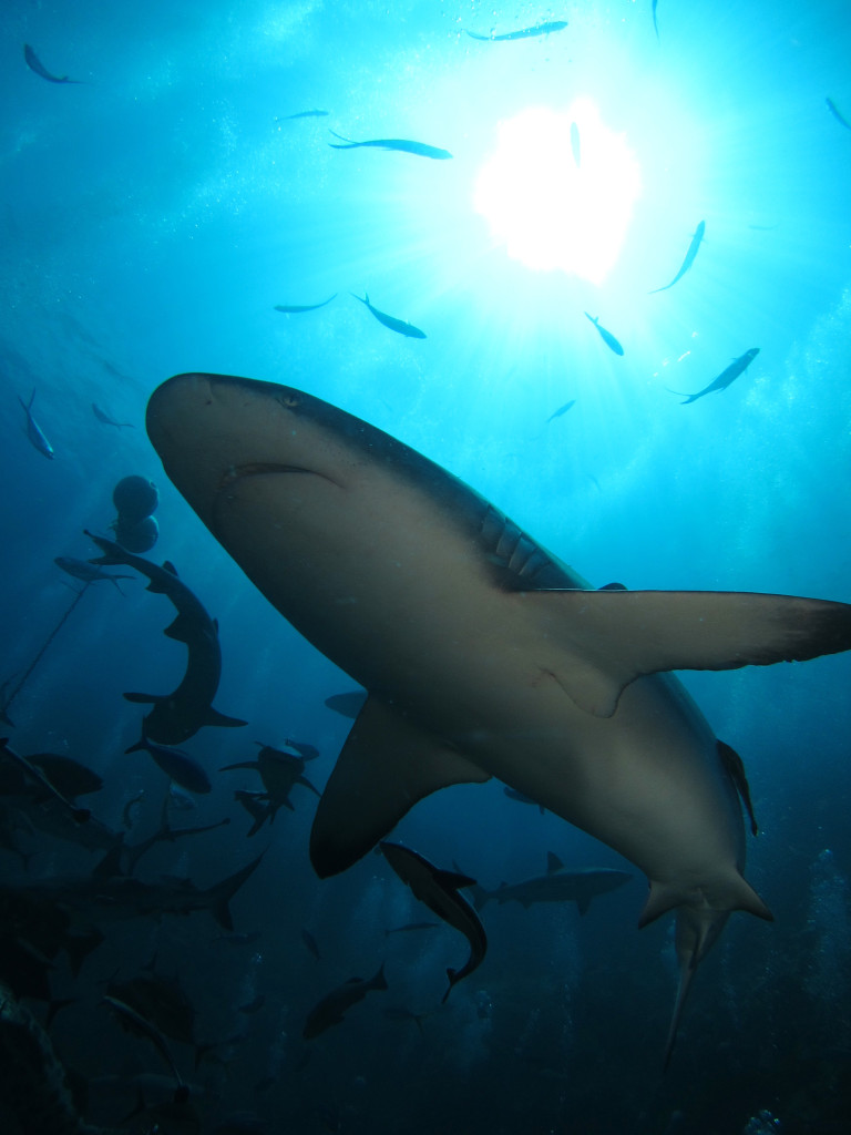 Shark Dive at Osprey Reef